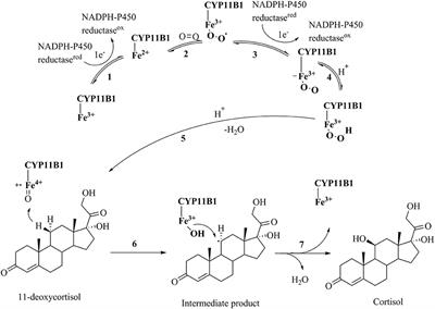 Pharmacophore Modeling and in Silico/in Vitro Screening for Human Cytochrome P450 11B1 and Cytochrome P450 11B2 Inhibitors